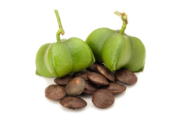 sacha inchi seeds