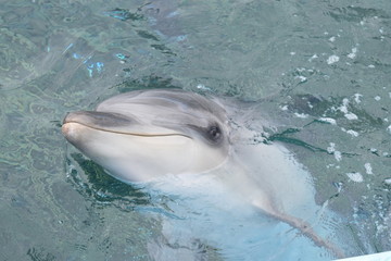 イルカ