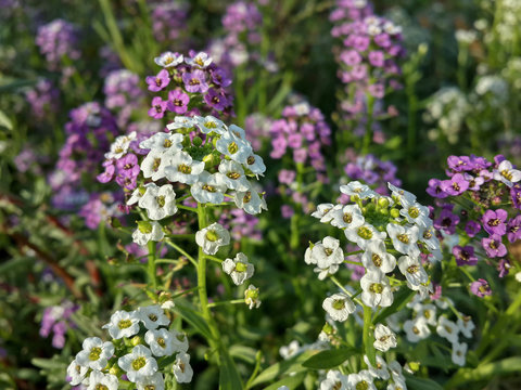 Fototapeta Beautiful garden white and purple flowers/Beautiful garden white and purple flowers