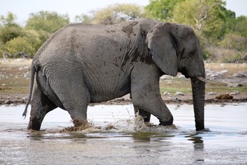 Elephant walking through water in Etosha National Park, Namibia Africa
