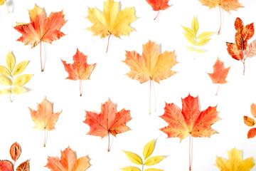 Fototapeta na wymiar red autumn maple leaf pattern on white background. flat lay, top view. autumn wallpaper