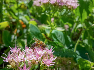 Beautiful pink garden flowers in the sunset light and bee/Beautiful pink garden flowers in the sunset light and bee