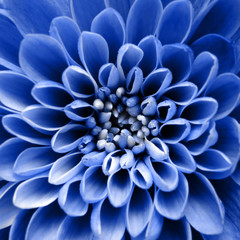 Macro of blue flower background