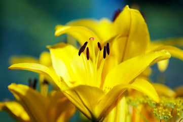 Yellow lily flowers