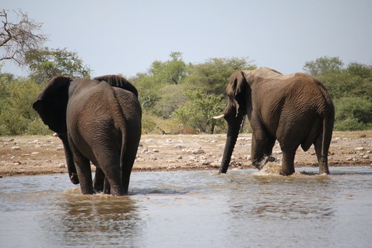 Elephants leaving the waterhole in Namibia, Africa