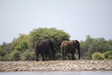 Fototapeta na wymiar Elephants leaving the waterhole in Namibia, Africa 