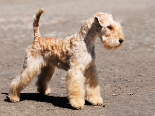Lakeland Terrier standing