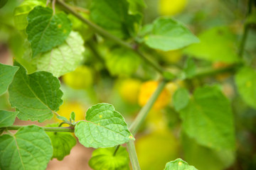 Physalis - Andenbeere - Kapstachelbeere