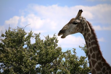 Giraffe eats acacia leaves in Namibia, Africa 