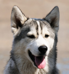 Husky dog portrait