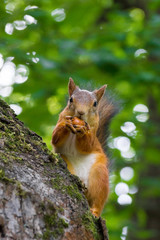 squirrel on a tree