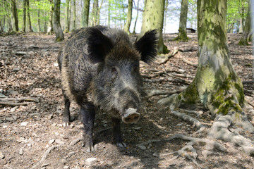 Wildschwein Wald