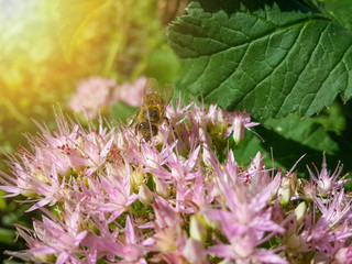 Beautiful pink garden flowers in the sunset light and bee/Beautiful pink garden flowers in the sunset light and bee