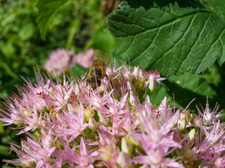Beautiful pink garden flowers in the sunset light and bee/Beautiful pink garden flowers in the sunset light and bee