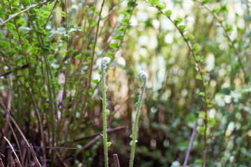 group of fern and sun light,fern glow under big tree,green fern ,big tree