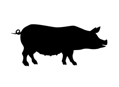  Pig silhouette. Farm animal.