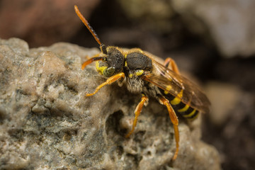 Male Nomada Cuckoo Bee