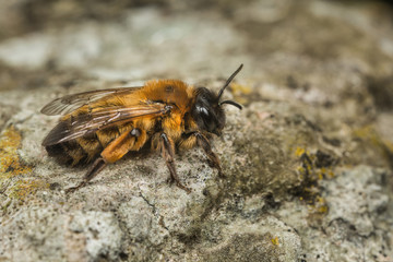 Female Andrena nigroaenea Mining Bee