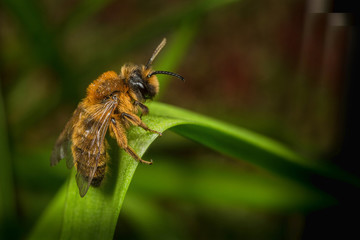 Male Andrena Mining Bee