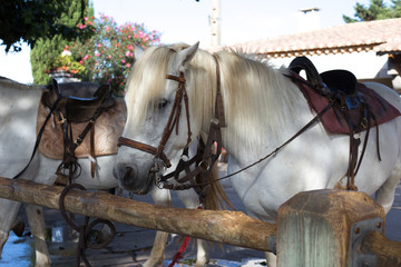 Pferd , camargue
