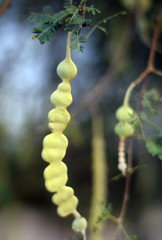 Young Tamarind fruit on tree