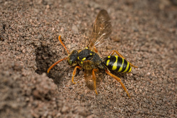 Female Nomada Cuckoo Bee investigating a mining bee burrow.