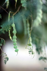 Young Tamarind fruit on tree