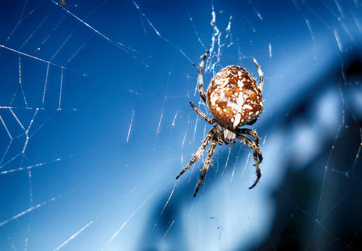 รูปภาพArachnid เลือกดูภาพถ่ายสต็อก เวกเตอร์ และวิดีโอ178,859 Adobe