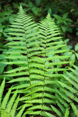 Branch of fern