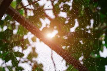 Dew on a spider web.