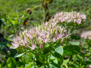 Beautiful pink garden flowers in the sunset light/Beautiful pink garden flowers in the sunset light
