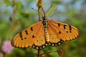 Butterfly on a twig, leaf blur background 