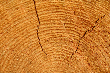 sawn wood with cracks closeup © inessa23