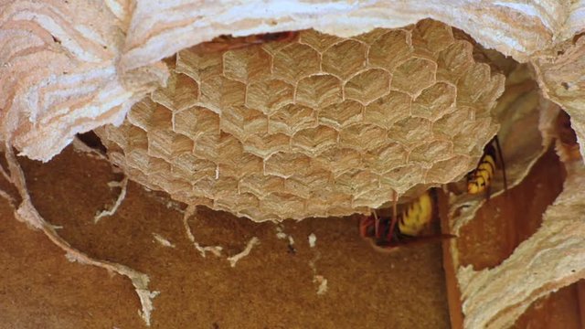 Wasp nest