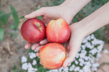 Girl holding broken from a fruit tree ripe red apples