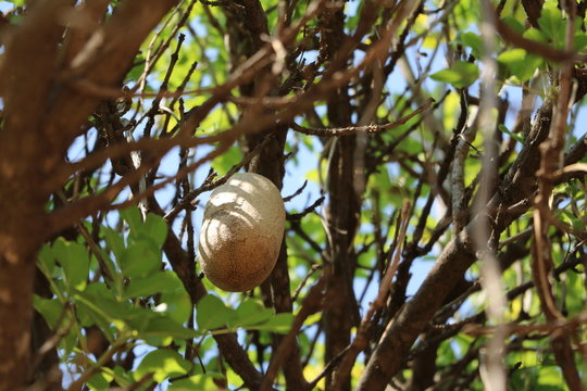 Thick fruit of the Kigelia pinnata, Namibia Africa