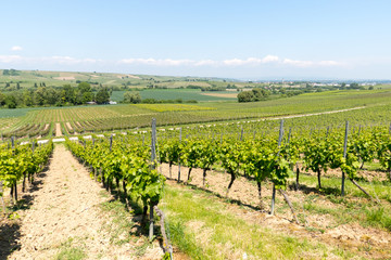 Fototapeta na wymiar Riesling vineyards in Rheinhessen, Rhineland Palatinate, Central Germany