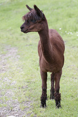 Brown alpaca (Vicugna pacos)