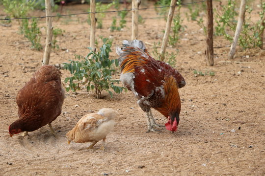 Free living Chicken at the San in Namibia, Africa 