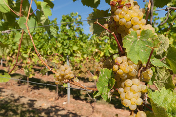 Riesling vineyards in Rheinhessen, Rhineland Palatinate, Central Germany