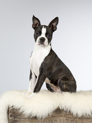 Boston terrier puppy portrait. Image taken in a studio.