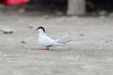 Arctic tern strutting its stuff on the ground