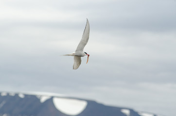 Arctic tern bird flying with a fish catch in its beak 