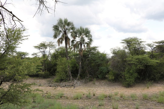Hyphaene petersiana at dried riverbed in Namibia, Africa 