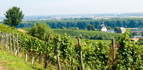 Riesling vineyards in Rheinhessen, Rhineland Palatinate, Central Germany