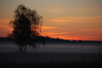 Fototapeta na wymiar Misty meadow in the sunrise
