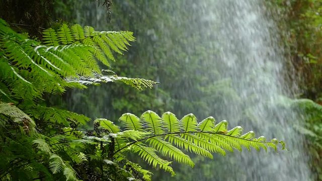 Close-up of ferns moved by the breeze with background of falling water. Slow Motion