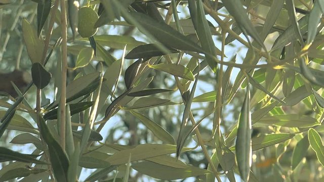 Fresh green olives fruit on tree branch with morning sunlight, handheld camera with selective focus and sunlight flare