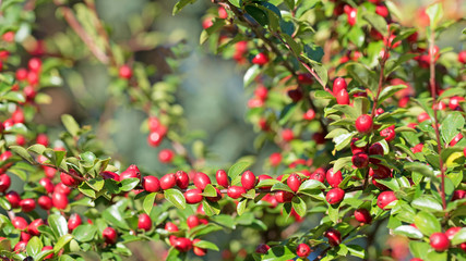 Zwergmispel, Cotoneaster, Fächer-Zwergmispel