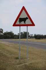 Attention! Cows crossing the road, Namibia Africa